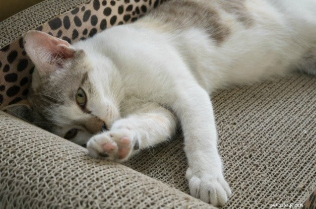 FDAは猫のための新しい減量管理薬であるMiratazを承認します 