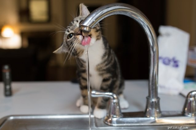Gli esperti rivelano perché i gatti amano bere dal lavandino