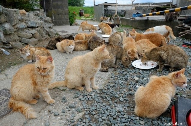 Japanska tjänstemän undersöker spay- och neutralitetsalternativ för ö översvämmad med katter