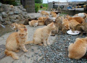 일본 관리, 고양이 섬 오버런에 대한 중성화 및 중성화 옵션 검토