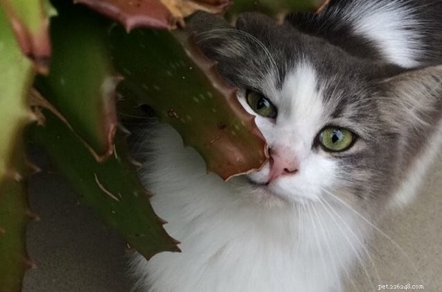 В Диснейленде живёт целое стадо милых кошек, и они привлекают всеобщее внимание!