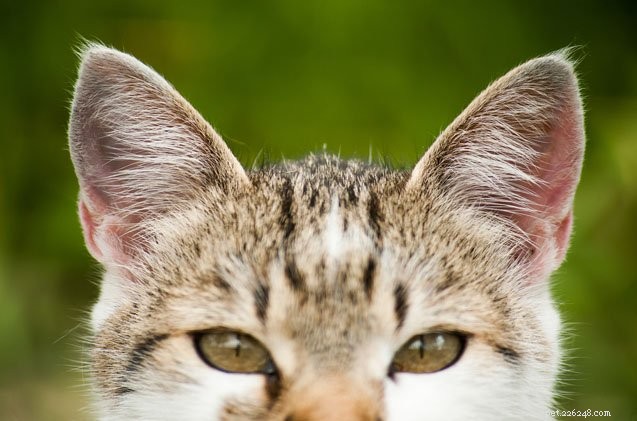 Como saber se seu gato tem um problema de ouvido