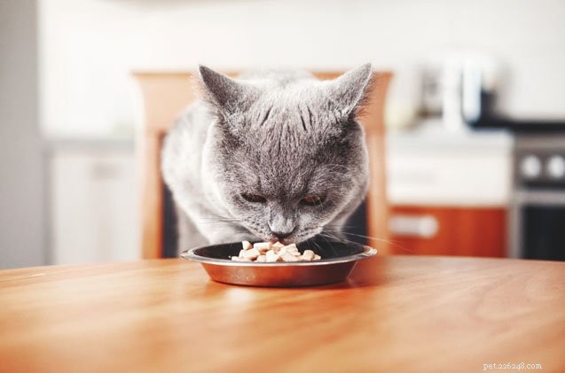 I gatti preferiscono cibi più nutrienti?