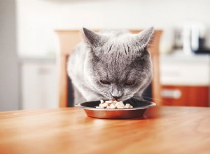 猫はより栄養価の高い食べ物を好みますか？ 