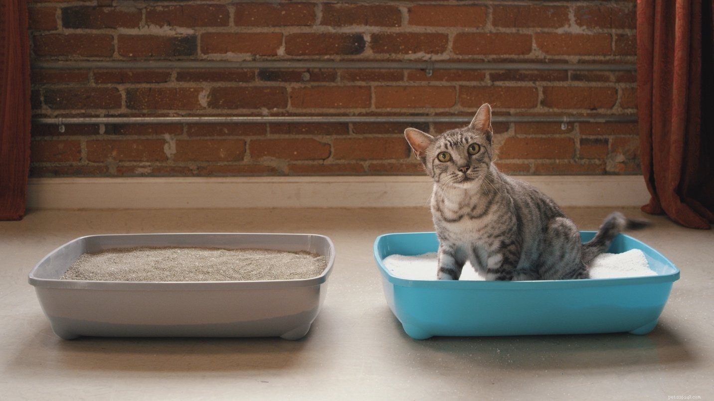 Как решить 7 наиболее распространенных проблем с кошачьим туалетом
