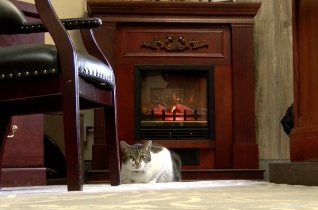Приютные кошки захватывают офисы в Иллинойсе [видео]