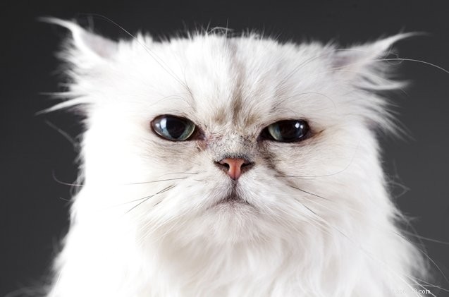4 fascinující fakta o bílých kočkách