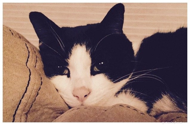 Rescue Cat Returns gunst, redt familie van koolmonoxidevergiftiging