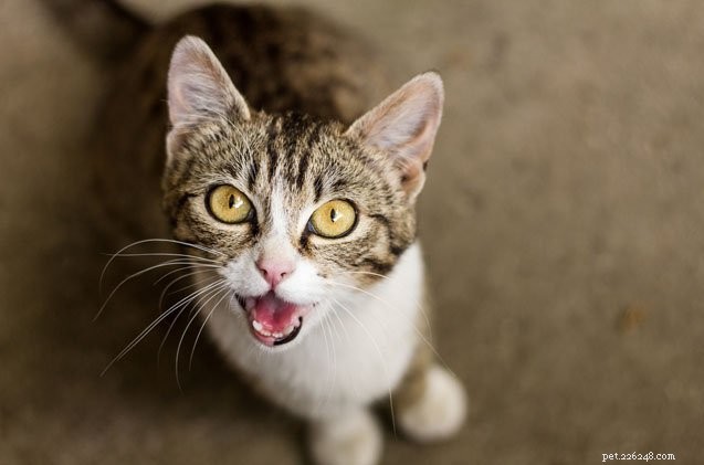 Pourquoi les chercheurs étudient le miaulement du chat