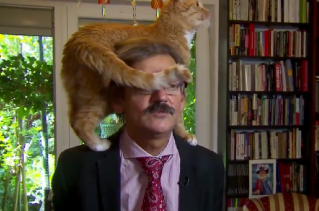 猫は、テレビの生放送のインタビュー中に所有者の頭に飛び乗って番組を盗みます