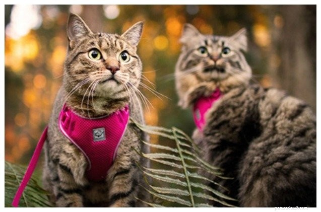 SuperZoo 2018:RC Pets uvádí Adventure Harness Just For Kitties