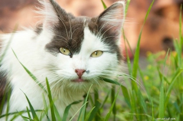 Il popolare pesticida permetrina può essere velenoso per i gatti