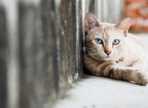 Советы спасателя по TNR, воспитанию и усыновлению