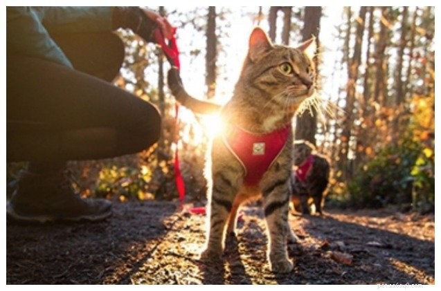 SuperZoo 2018:RC Pets lanserar äventyrssele bara för kattungar
