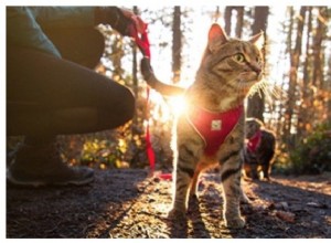 SuperZoo 2018:RC Pets uvádí Adventure Harness Just For Kitties