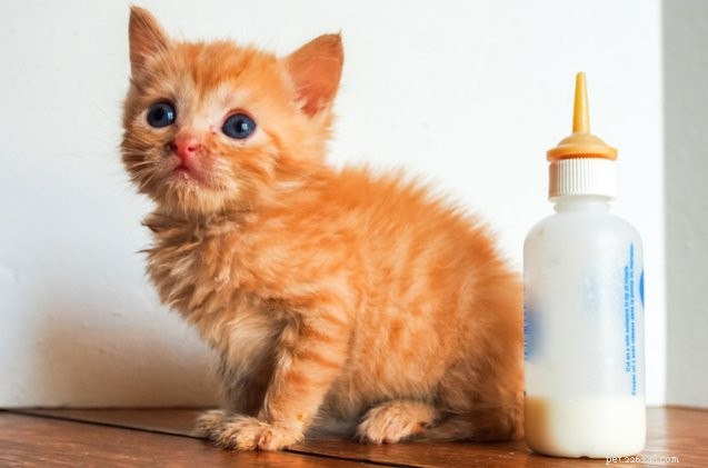 Vuoi salvare vite di gattini orfani? Ecco come lo fai