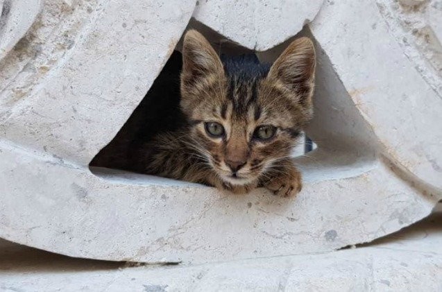 L uomo gatto di Aleppo salva i gatti di guerra