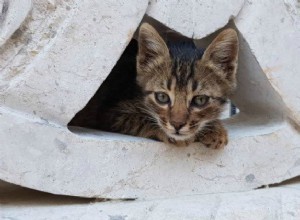 고양이 전쟁의 고양이를 구한 알레포의 캣맨