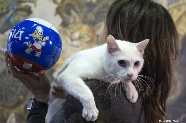 Кошка-ясновидящая предсказывает чемпионов мира (так что делайте ставки!)