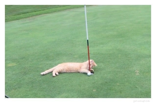 Kočka pomáhá golfistům „papat“ cestu do jamky [Video]
