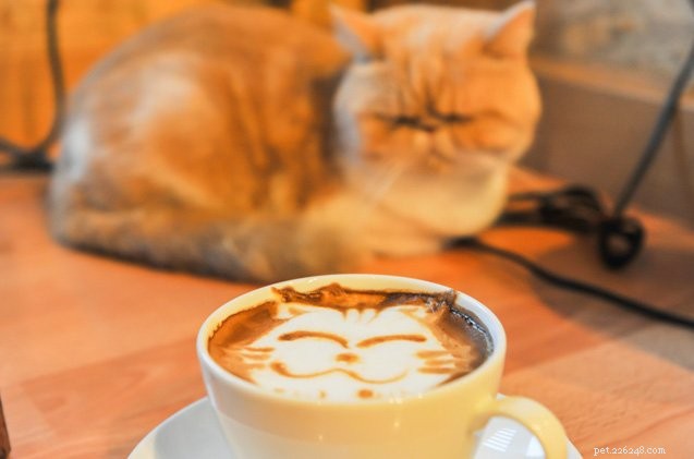 4 van de meest populaire kattencafés ter wereld