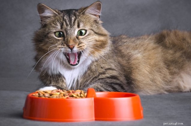 Discussione della verità sul cibo per gatti
