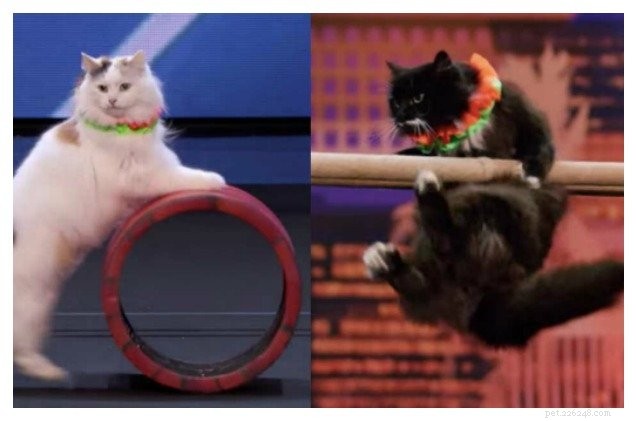 Des chats dressés avancent pour vivre Round Of America s Got Talent [Vidéo]