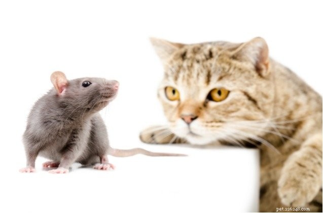 Studie:katten zijn niet zo bezorgd over ratten als we dachten dat ze waren