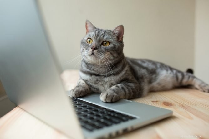 4 návykové kanály YouTube pro milovníky koček