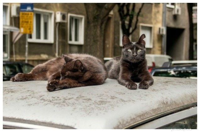 Bélgica exige esterilização para todos os gatos 