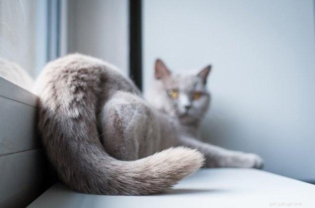 Травмы хвоста у кошек:что нужно знать