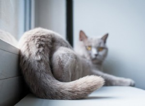 고양이 꼬리 부상:알아야 할 사항