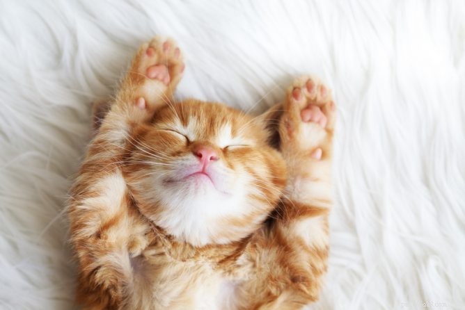 Instagram에서 팔로우할 고양이 위탁 부모 4명