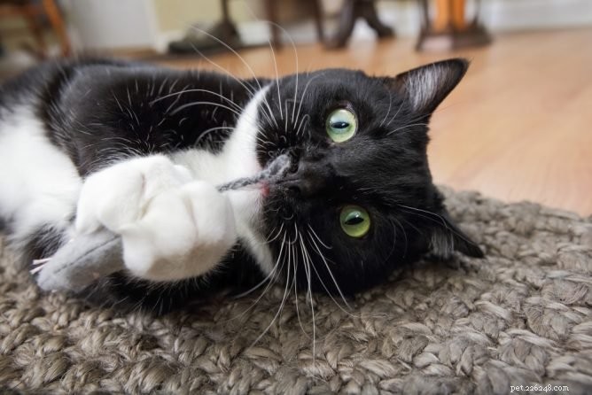 Beyond Catnip:alternatieven die je kat misschien leuk vindt