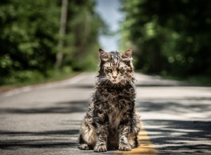 新しいペットセメタリー映画で教会の役割を釘付けにするために5匹の猫を連れて行きました 