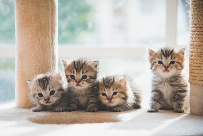 Veelgestelde vragen over het opvoeden van kittens