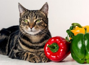 비건 채식을 애완동물에게 먹이는 고양이 주인은 벌금이나 감옥에 갇힐 수 있다고 RSPCA는 경고합니다.