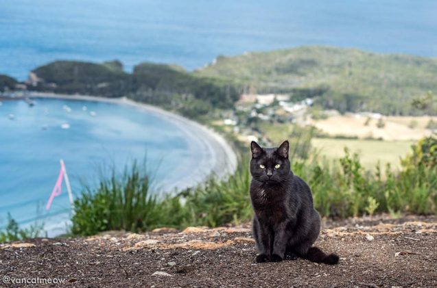 Möt Willow, en australisk katt som lever sitt bästa van-liv
