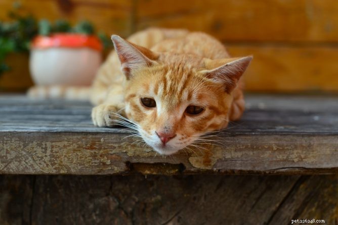 Co je pankreatitida u koček?