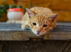 Co je pankreatitida u koček?