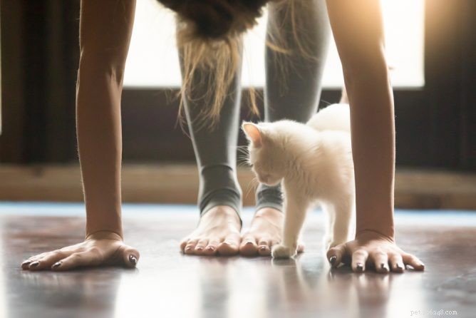Yoga e gatti:i vantaggi di Asana con i gattini
