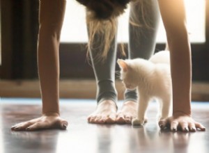 요가와 고양이:고양이와 함께 하는 아사나의 이점