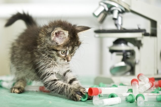 猫のための初めてのDNA検査は猫の健康問題を防ぐことを望んでいます 