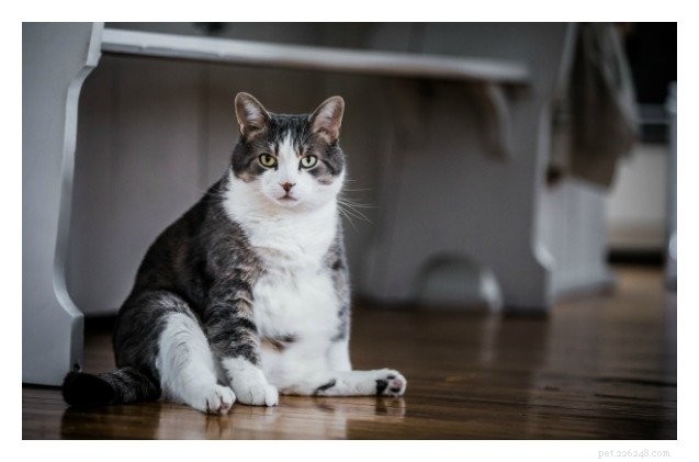 바이킹 시대 고양이에 비해 오늘날의 고양이는 뚱뚱한 고양이입니다.