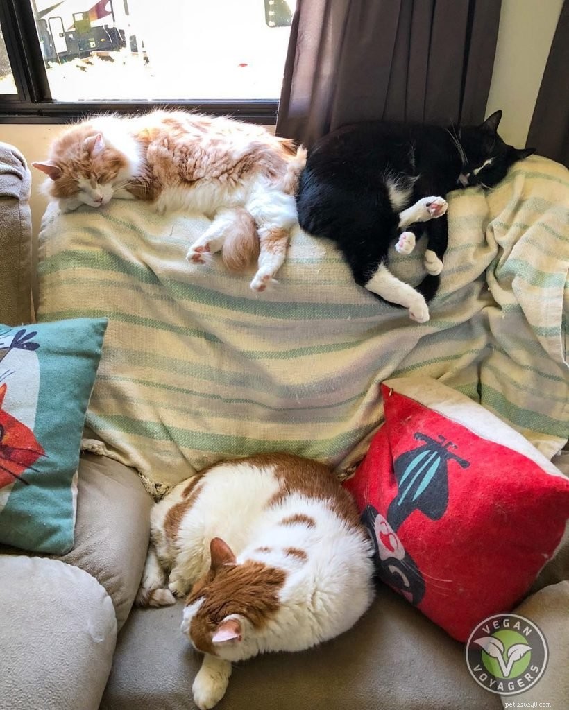 Dessa Voyagers lever på vägen med 5 katter och älskar varje minut av det