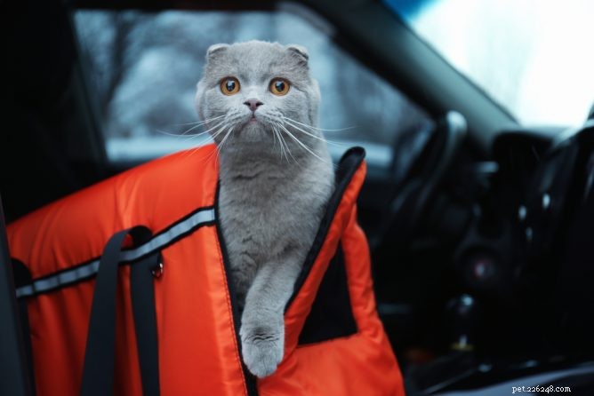 Como manter seu gato seguro ao viajar de carro