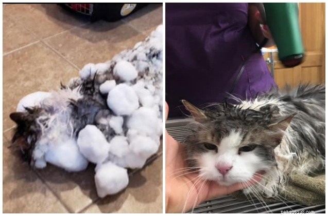 Chat congelé ressuscité et chanceux de vivre huit vies restantes