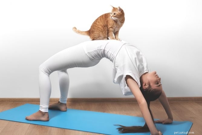 Me-Om:doe yoga, adopteer katten