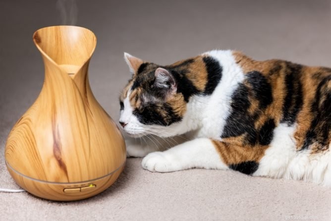 Esenciální oleje a kočky:několik opatření
