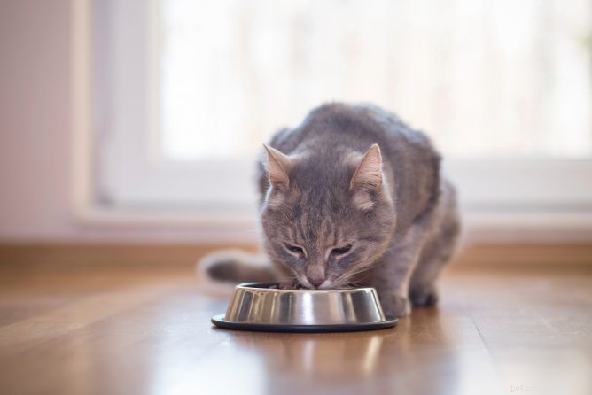 Dr. Джин Хофв делится ценными советами по питанию кошек
